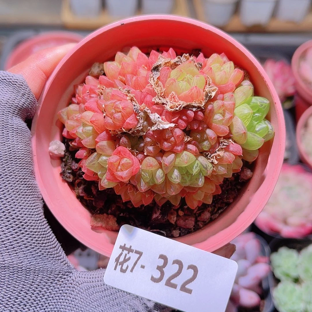 花07-322草玉露群生