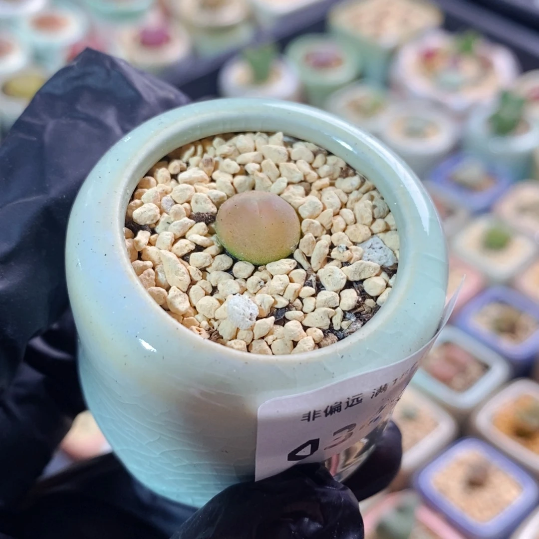 4345--一物一拍 带盆