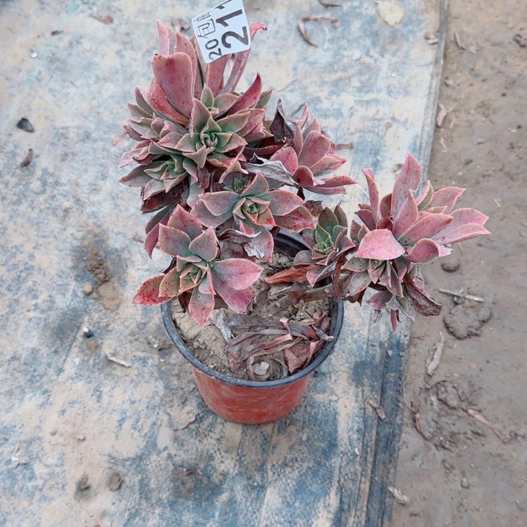 红叶211满20包邮断枝不包