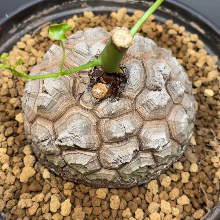 1684龟甲龙带盆包邮10.7公分