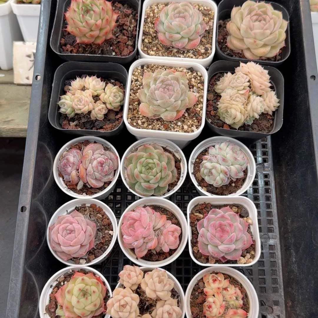 初**凉框拍框拍0215-73号74号