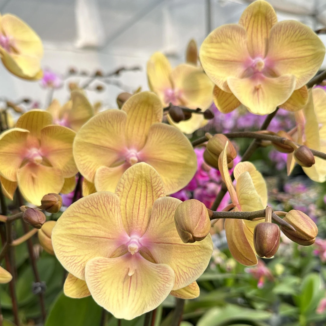 【黄金万两】蝴蝶兰基地直发四季鲜花乔迁送礼组盆好养