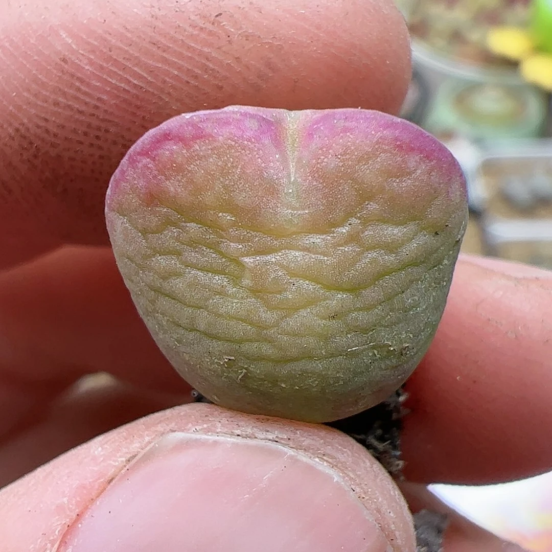 【闪购商品】325 双12福利