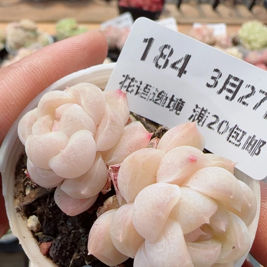 花语逸镜0327-184