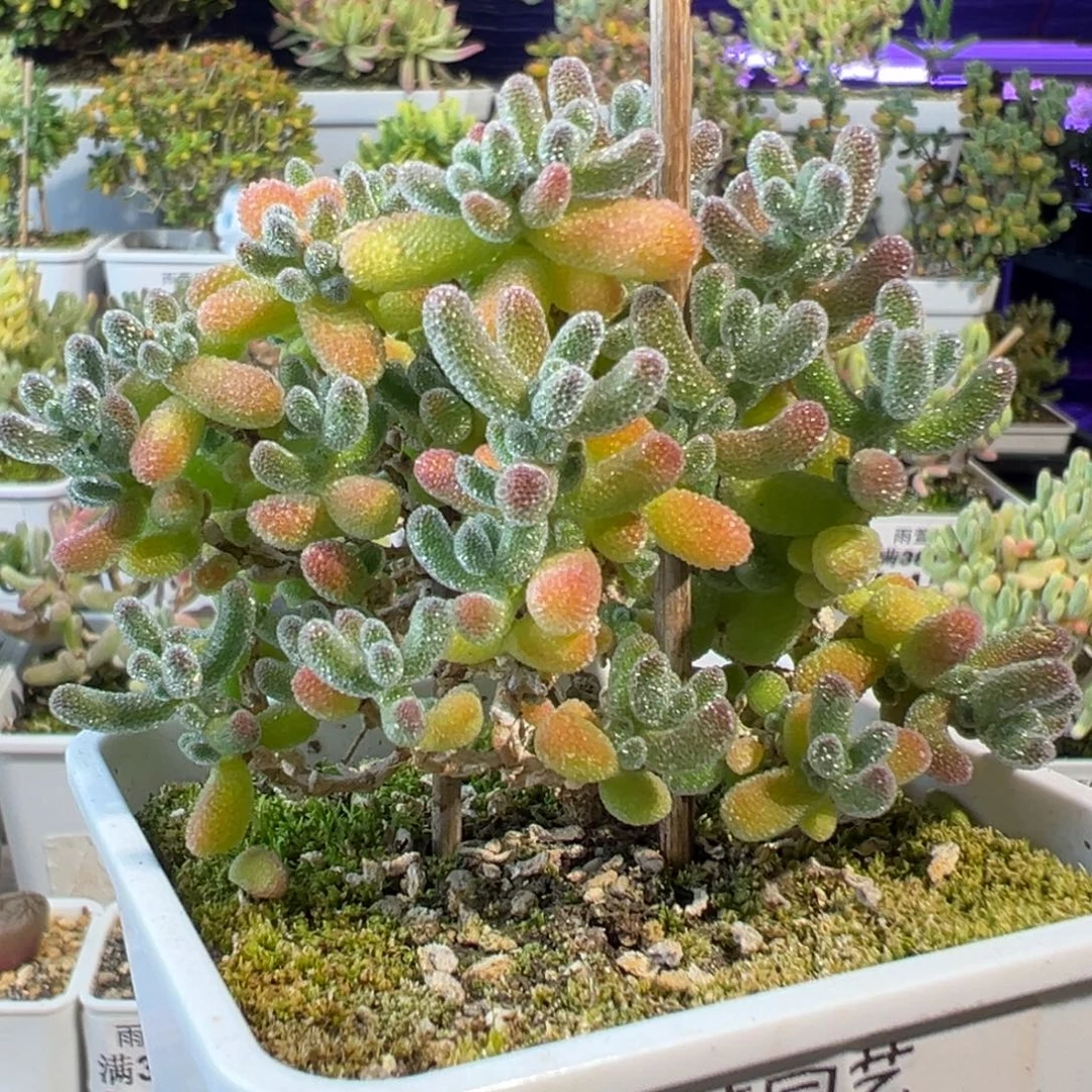 26-423枝干番杏多肉五彩冰晶七方盆一物一拍