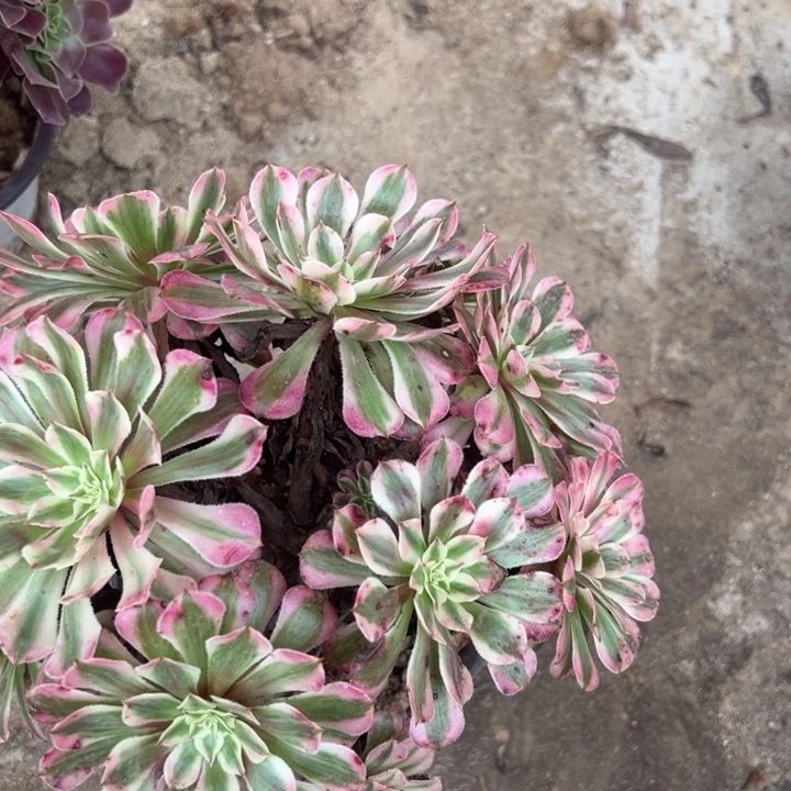 红铜超白绣球多肉植物053