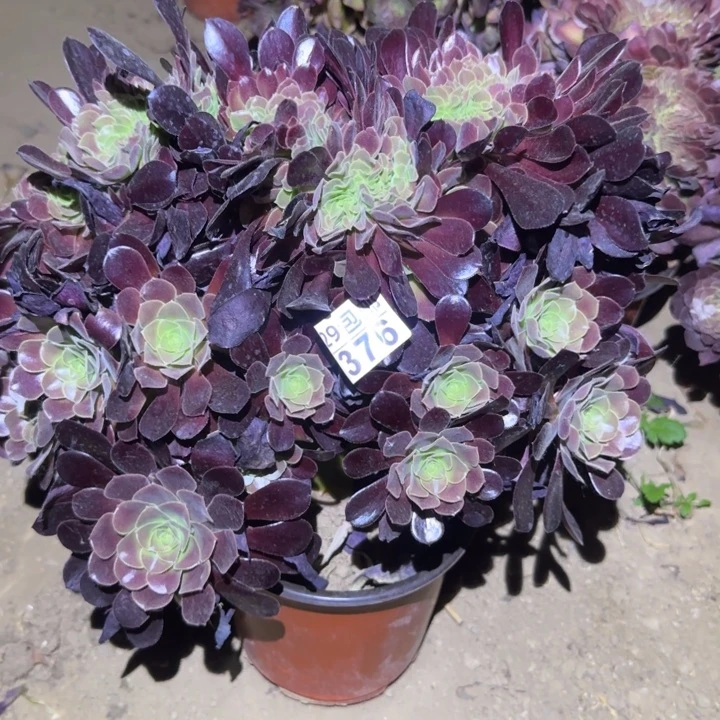 欧紫缀……多肉植物的