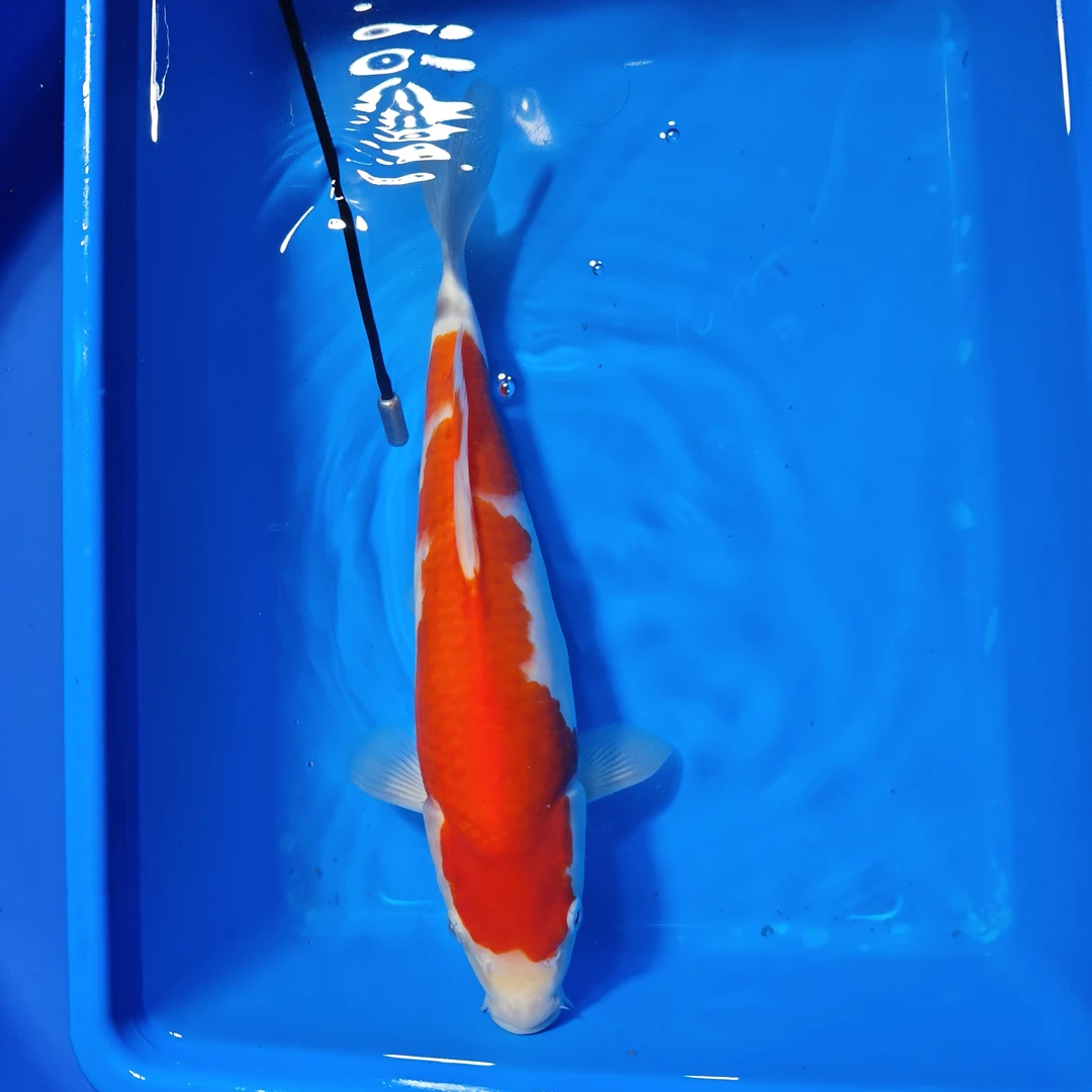 大昱  专属链接 进口可溯源锦鲤红白昭和大正高端锦鲤鱼
