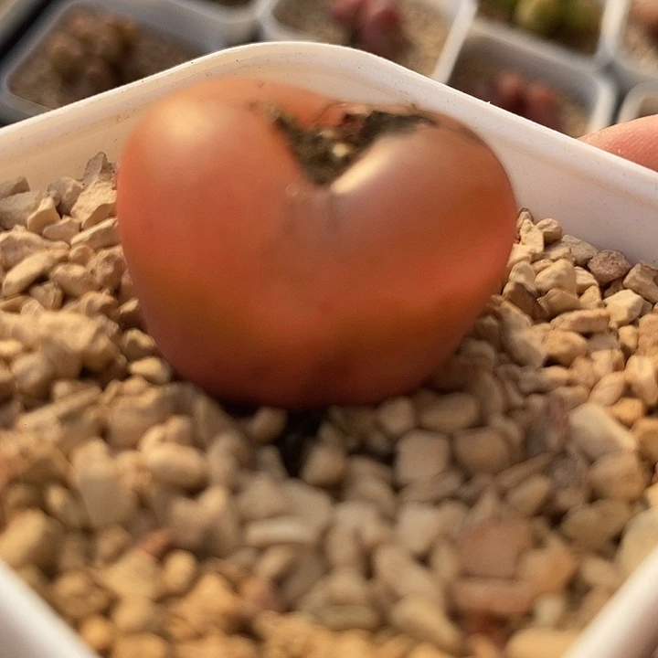 16542吕氏母本一颗