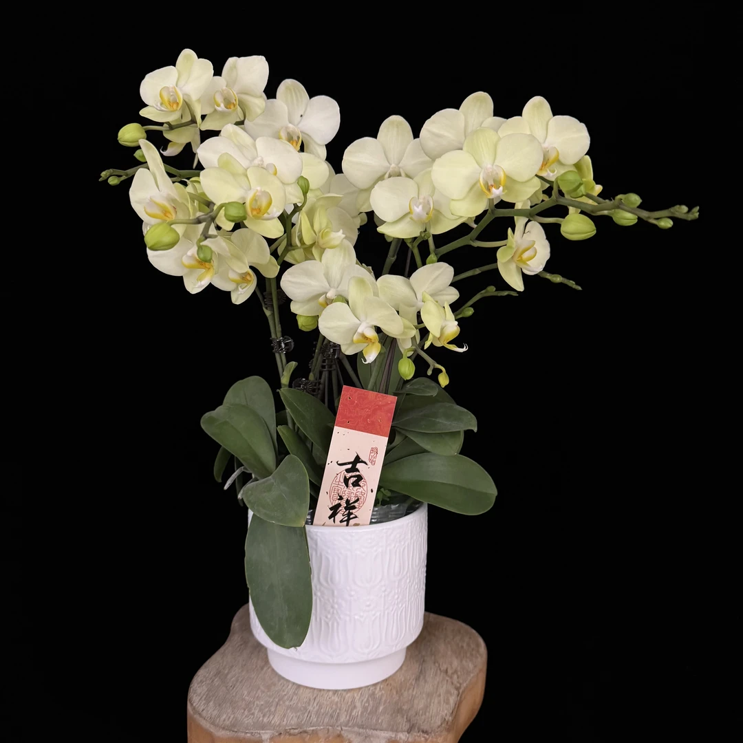 【卡丽】绿色耐开蜡质花 续花型绿色系蝴蝶兰花苞多花期长