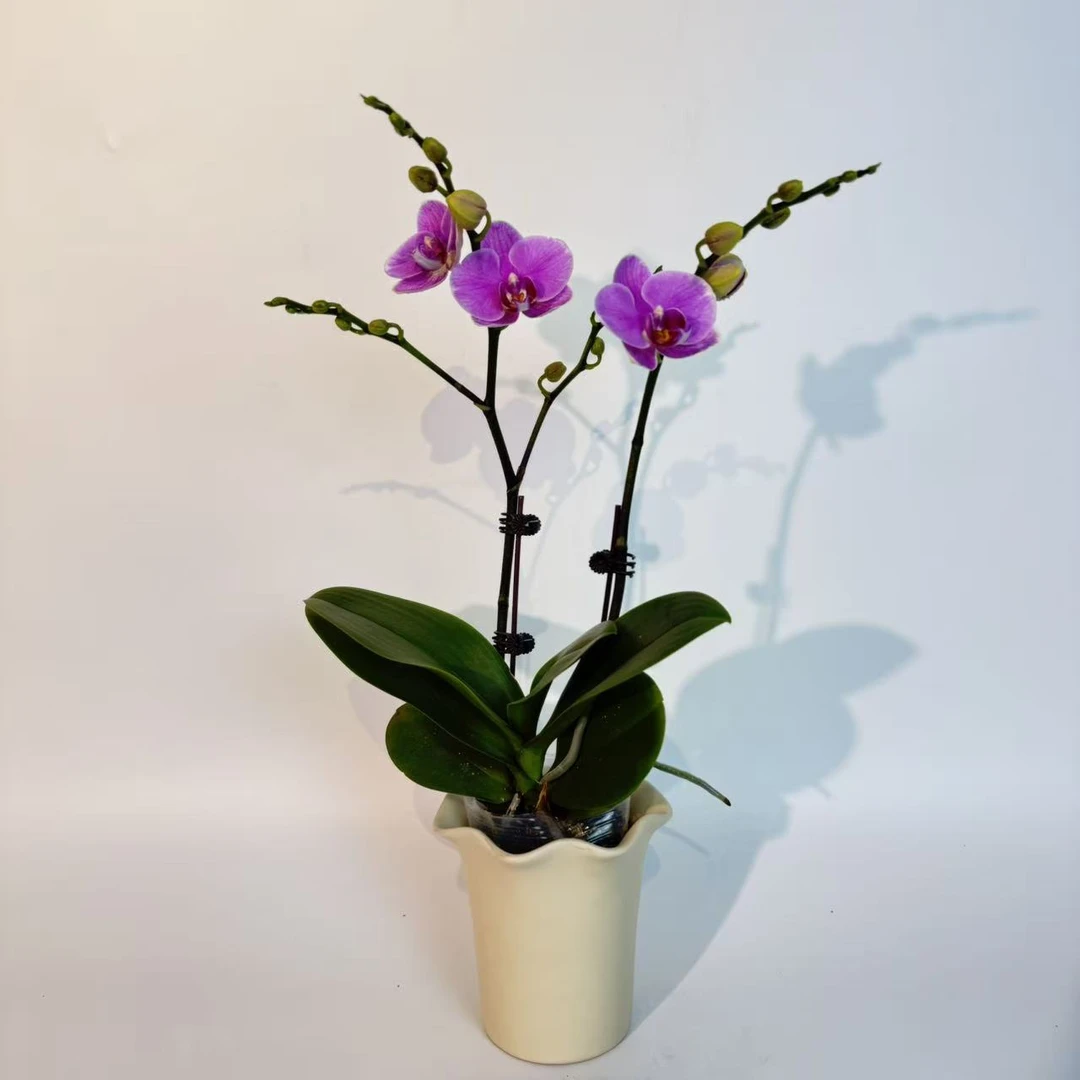 【紫蝶】蝴蝶兰花卉绿植年宵花乔迁送礼佳品