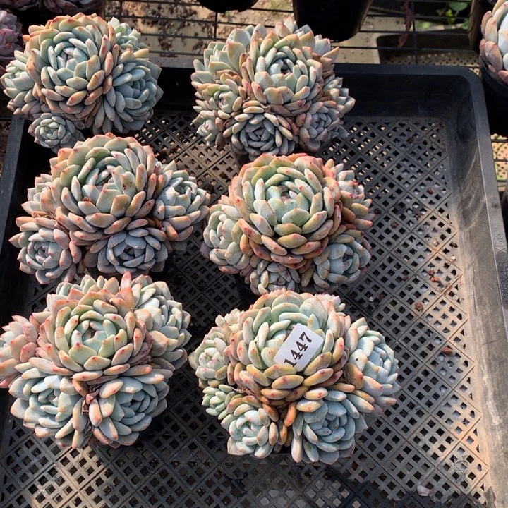 芳***爱1447多头一个嗯嗯嗯嗯嗯嗯嗯