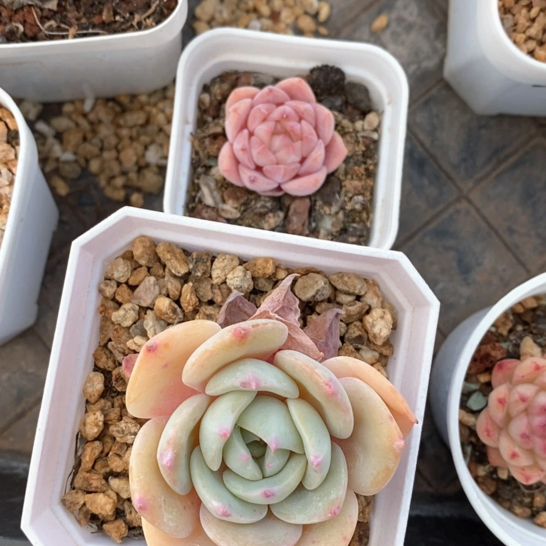 精品多肉一物一拍34