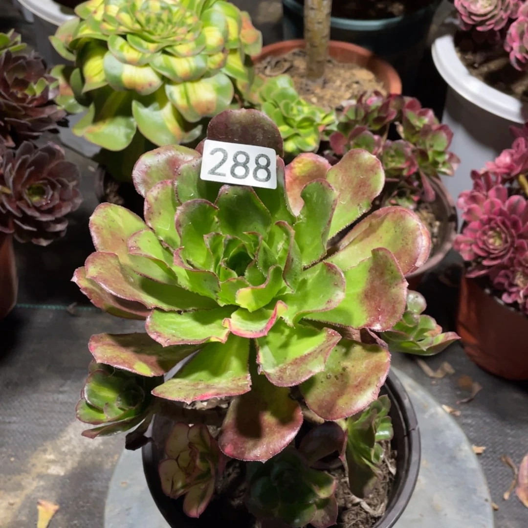 魅影七彩多肉植物