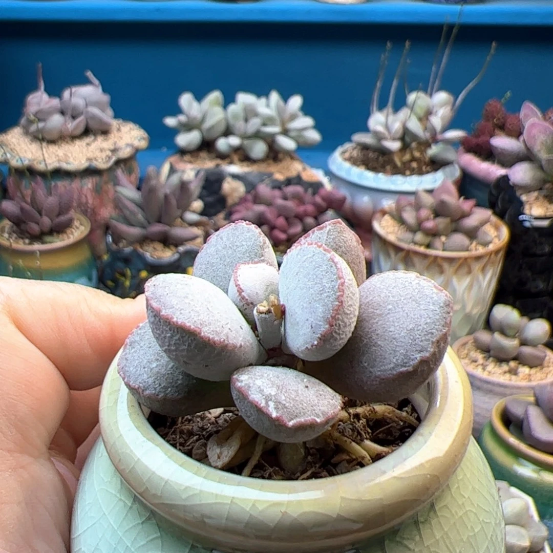 粉雪蛋。
