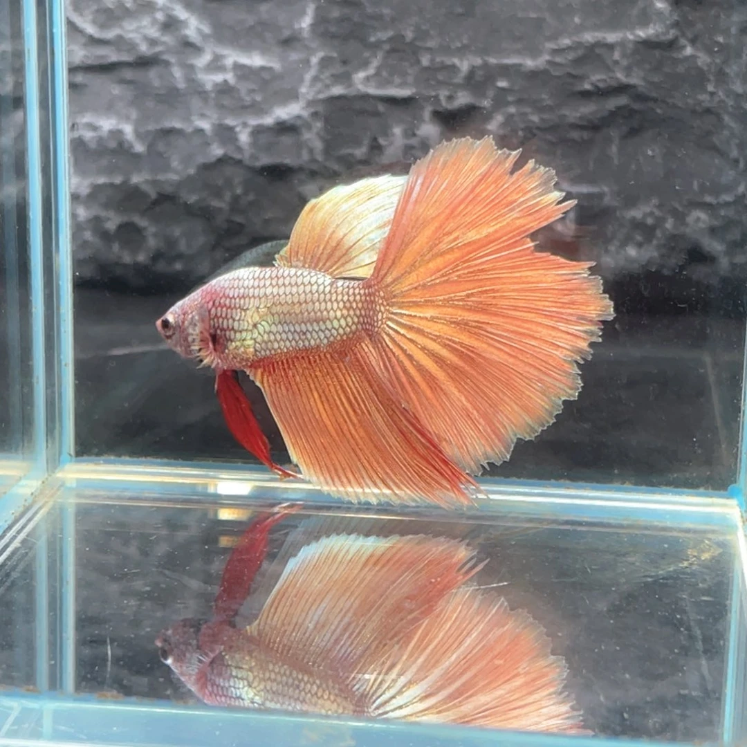 斗鱼满甲彩金半月公