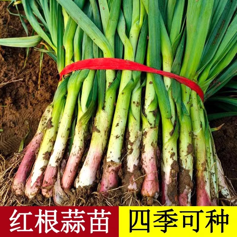 四季宽叶蒜苗种子一年四季三茬连续采收红皮蒜苗籽农家大田蔬菜籽