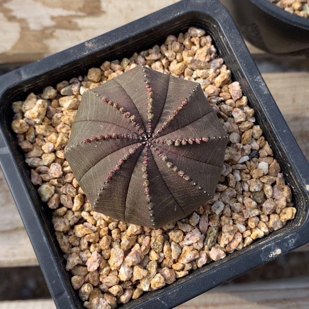 27 欧系实生布纹球多肉植物