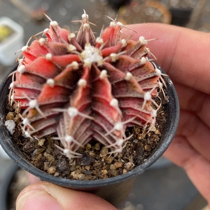 461实生球锦一颗