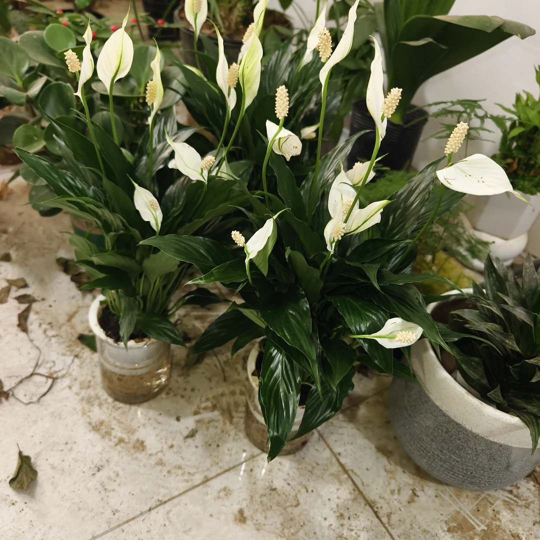 一帆风顺（粉丝福利两盆）