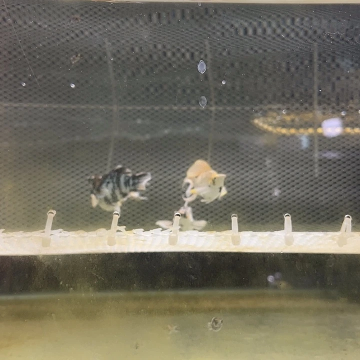 海水鱼红头斑马2条