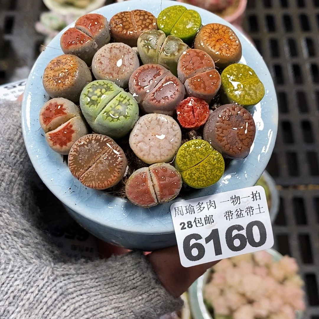 5厘米盆精控多肉6160