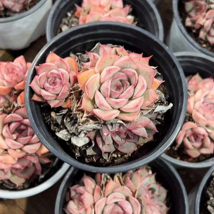 多头     艾格丽亚     玫瑰