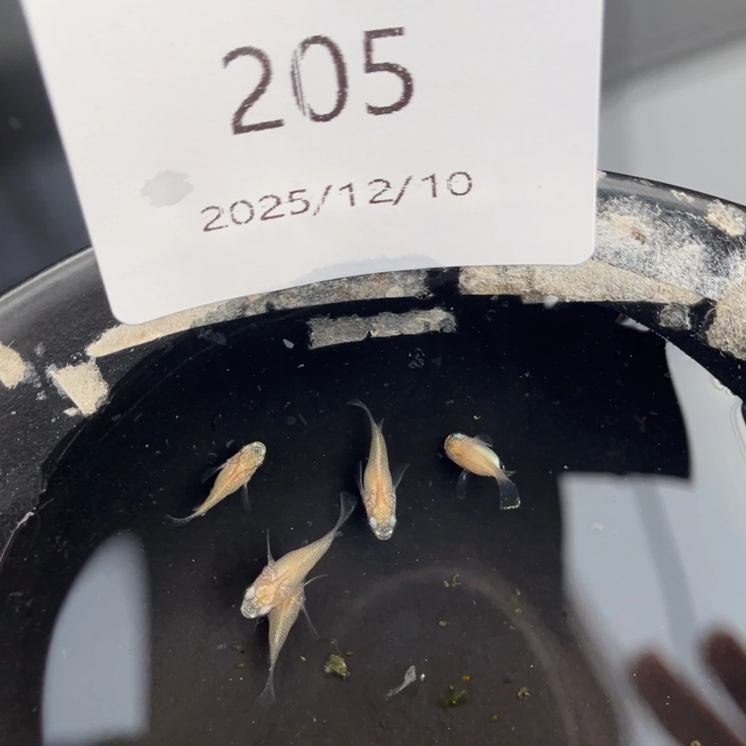 青鳉鱼205白球体五尾