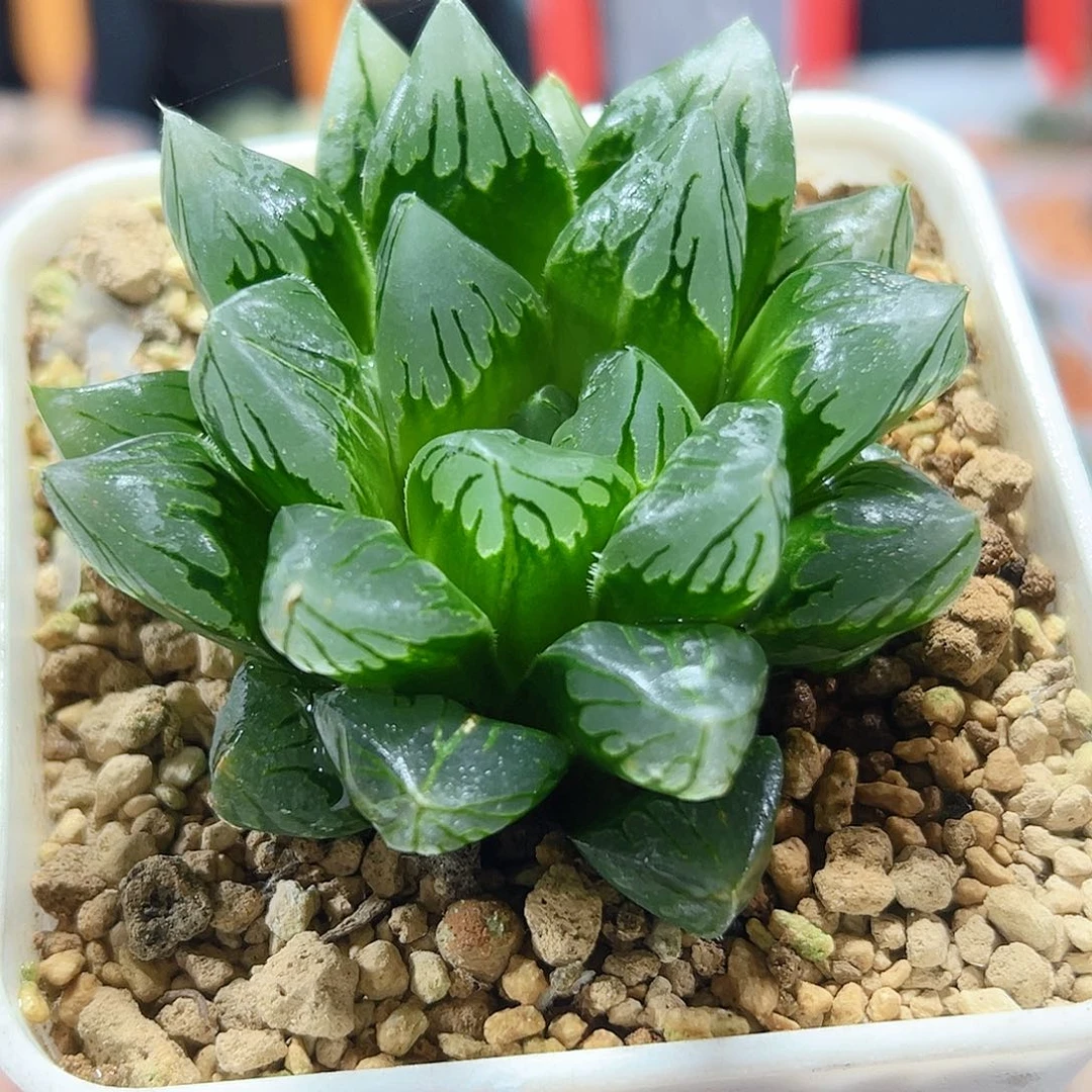 十二卷多肉花水晶
