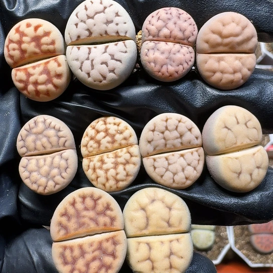 生石花11111。  262