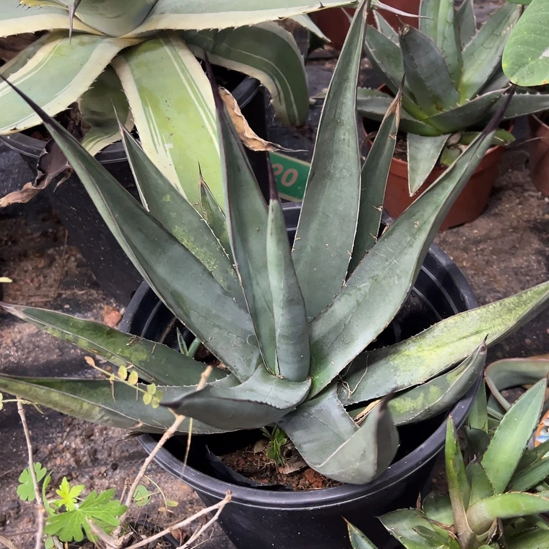 三十三间堂龙舌兰