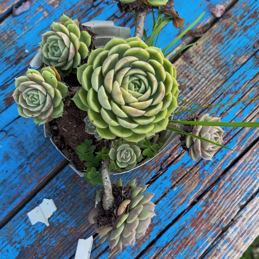 新疆西藏内蒙不发货，盎司诺