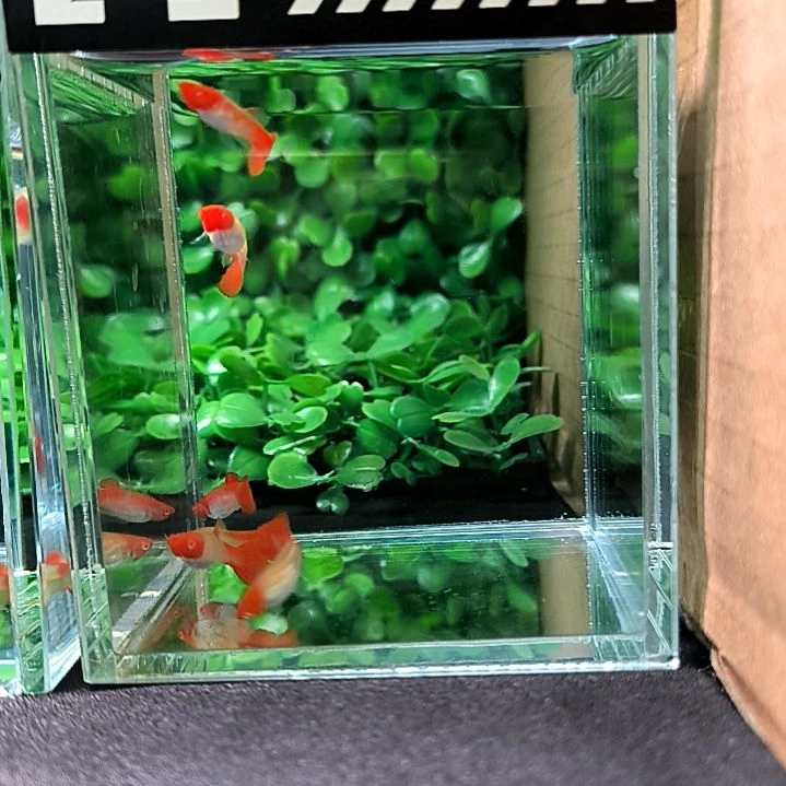 孔雀鱼鸿运当头，两公四母。