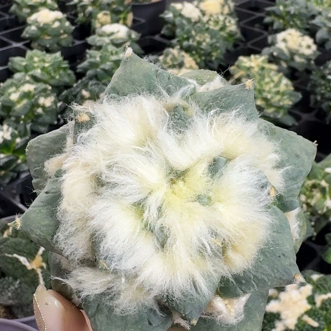 青瓷长毛怒涛福利价