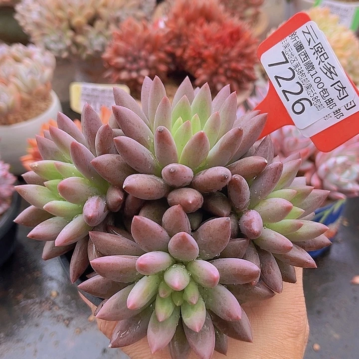 7226红蜻蜓。
