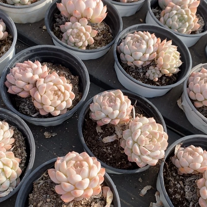 141桃丽丝单双混发