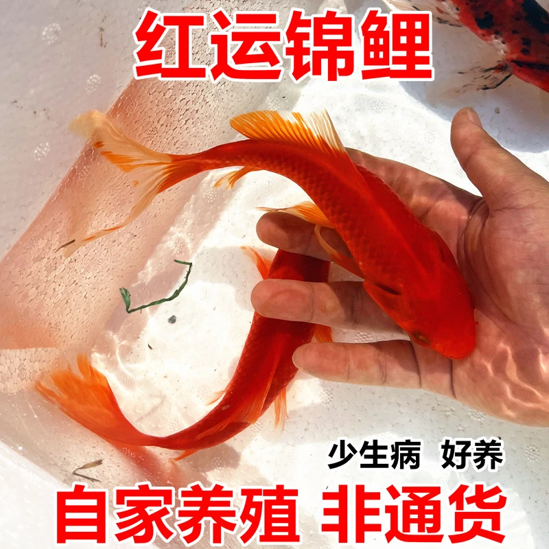 红运锦鲤精品鸿运草金(龙凤)观赏鱼淡水好养耐活 活体保活到家