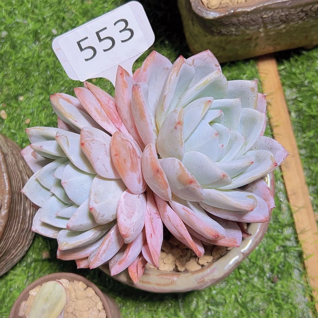 可****丽553双头15元元元