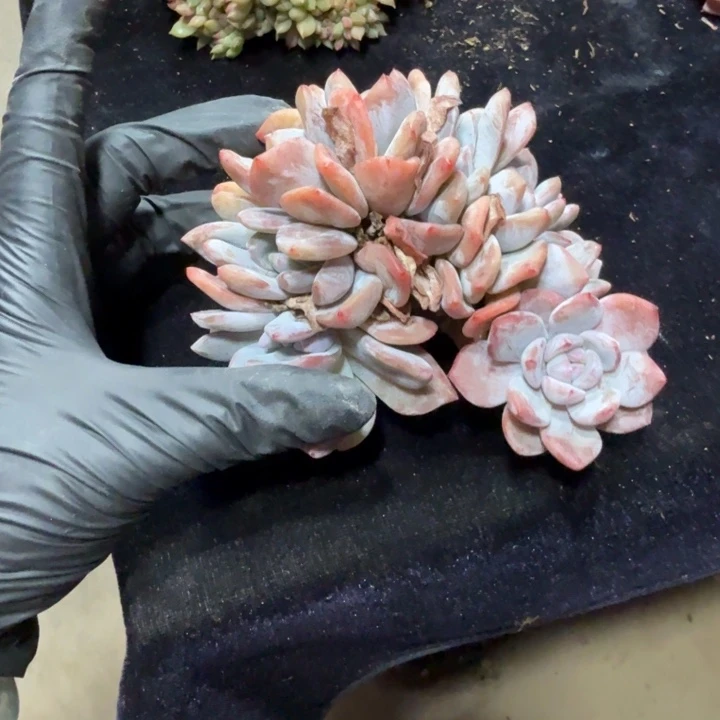 梨***笑11厘米左右一物一拍的