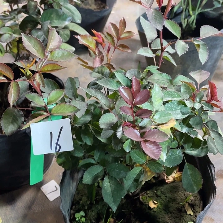 当前无花朵，栽培后可花朵16艾帕索