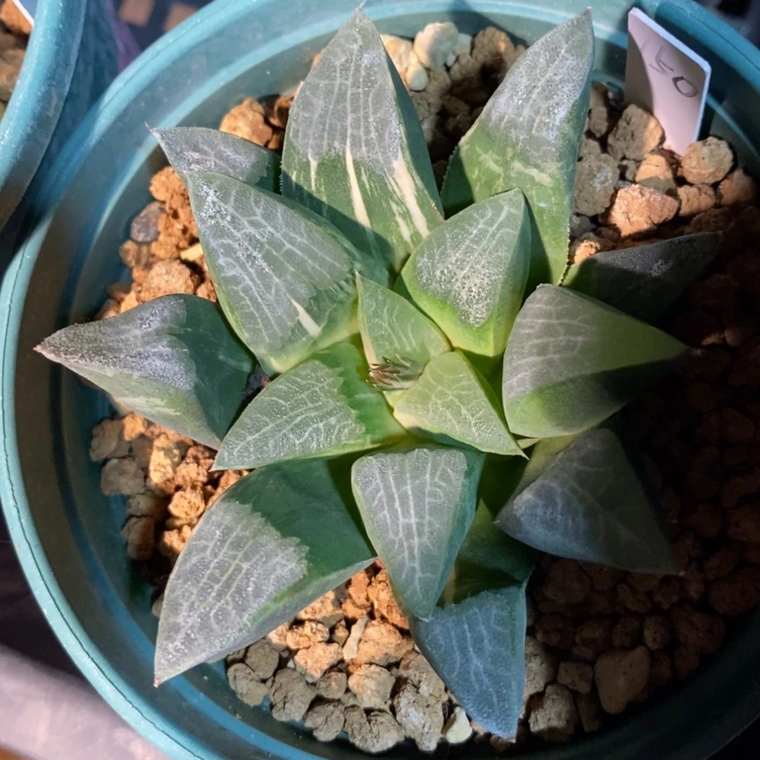 一颗实生大克锦