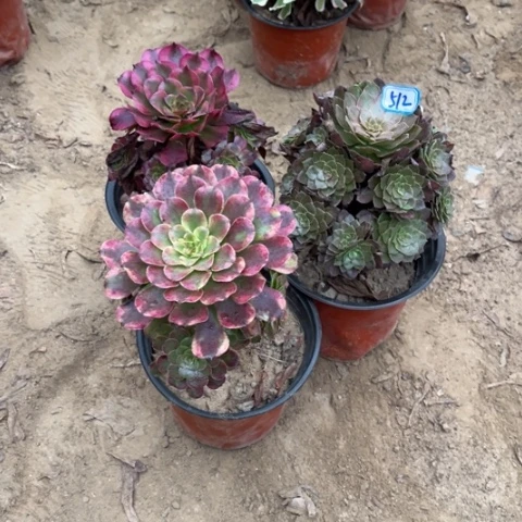 512多肉植物组合，