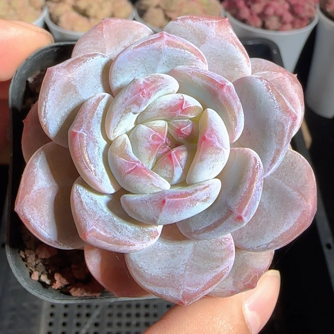 多肉1224-78石榴籽星影