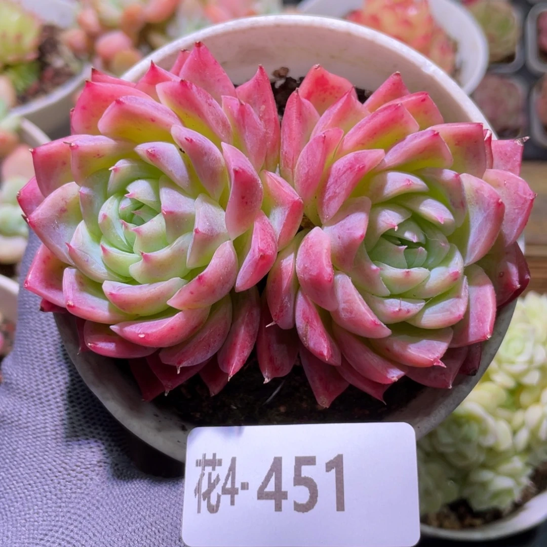 花利美4-451孤星