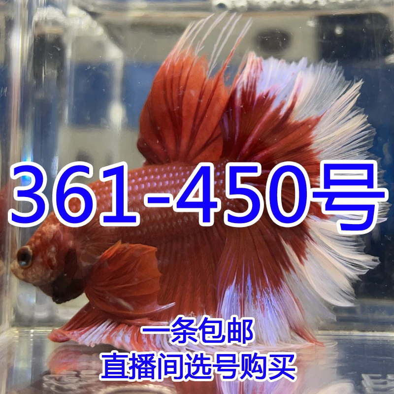 泰国斗鱼精品 热带小型观赏鱼 直播间选号购买361-450号 活体发货