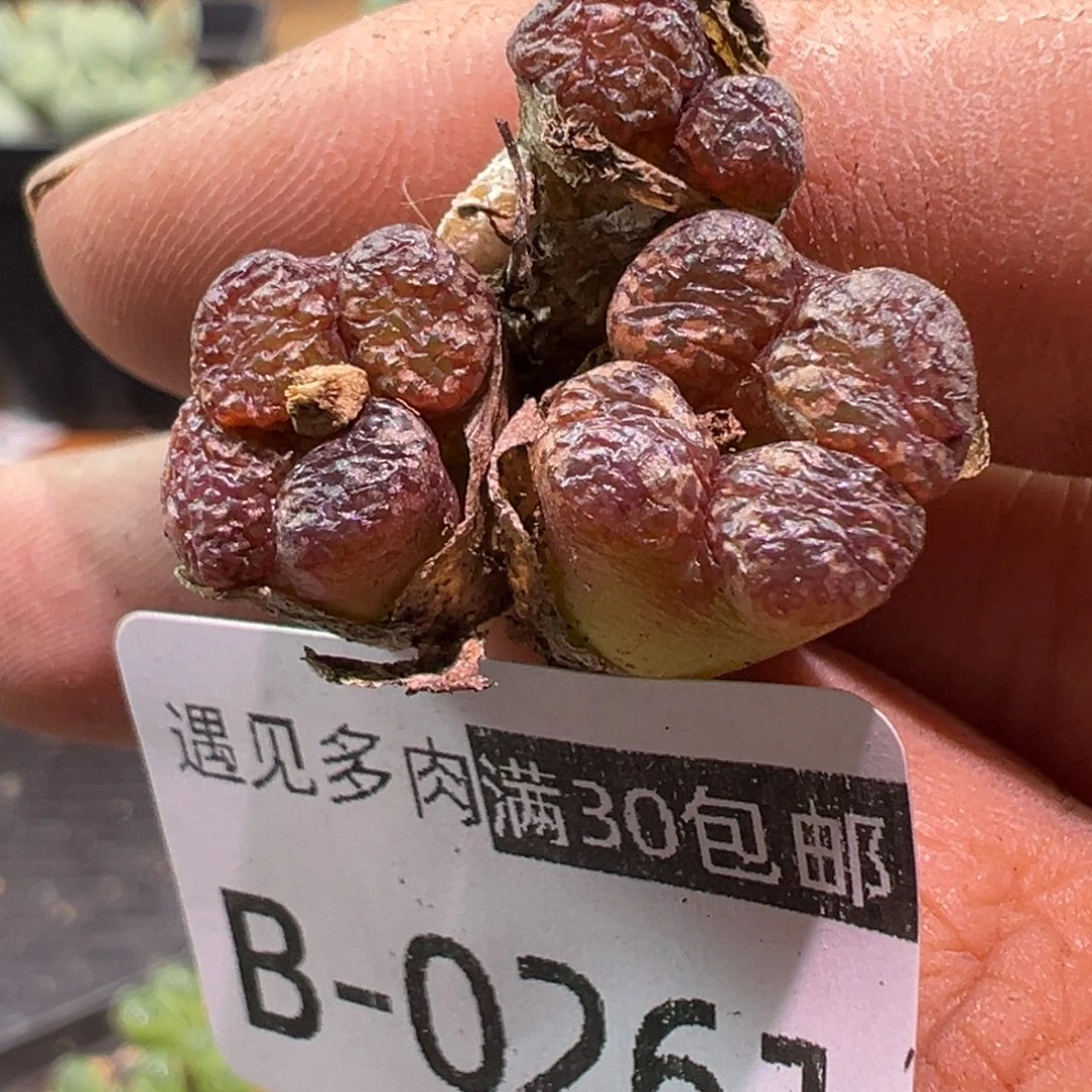 多肉植物111111111111