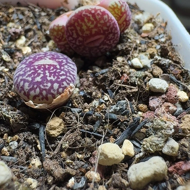 无花朵爱***猫多肉植物