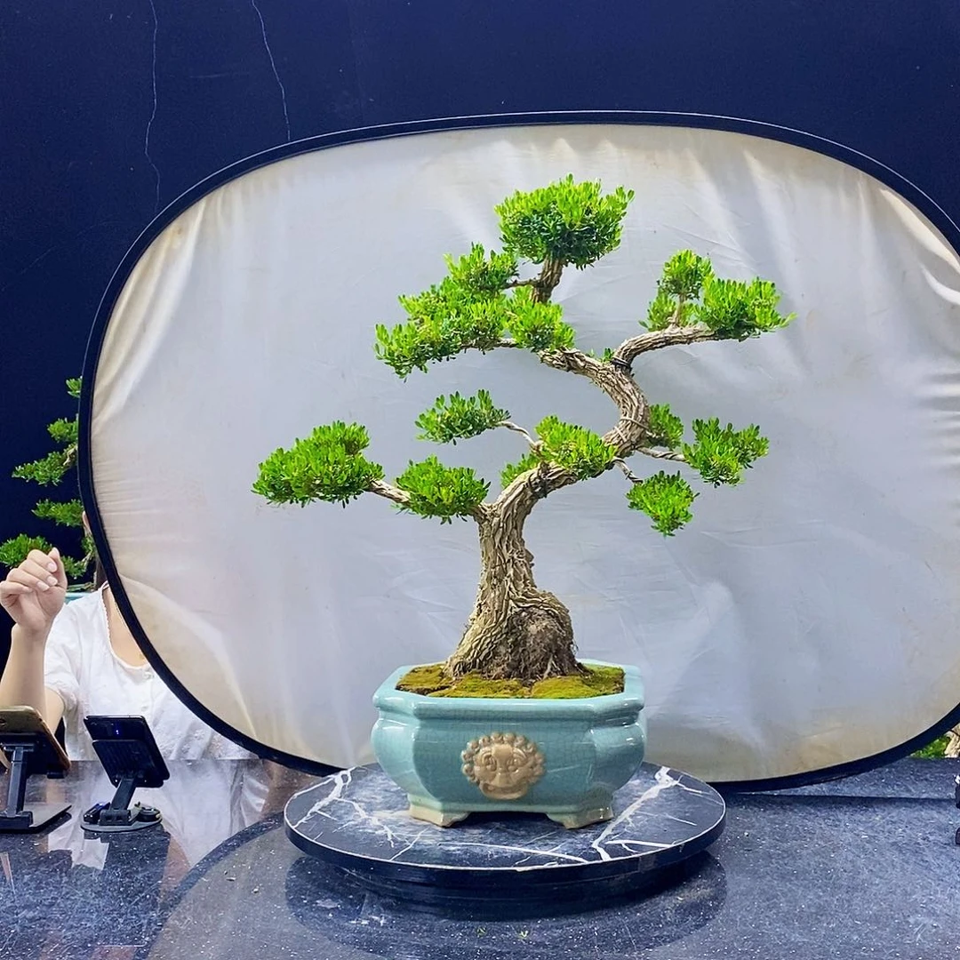 无花朵黄杨盆景造型