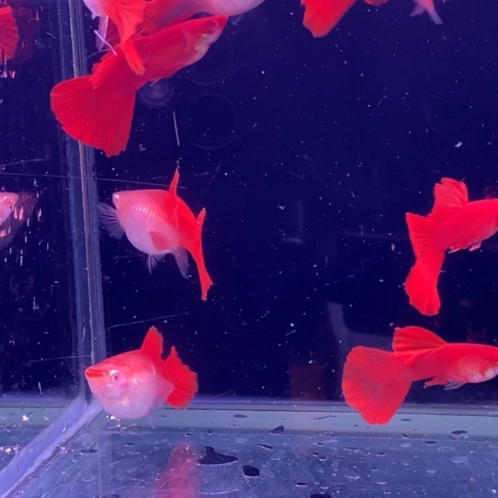 孔雀鱼大背血红10条包邮