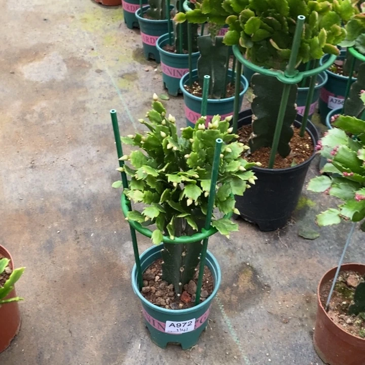 当前无花栽培后可以开花蒔*972嫁接066